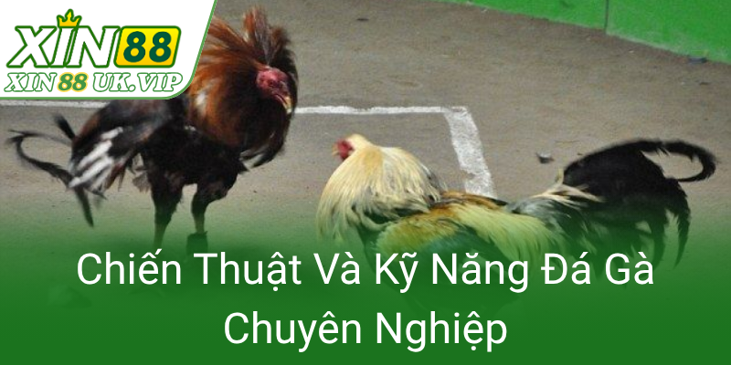 Chien Thuat Va Ky Nang Da Ga Chuyen Nghiep0