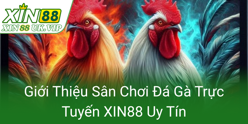 Gioi Thieu San Choi Da Ga Truc Tuyen Xin88 Uy Tin0