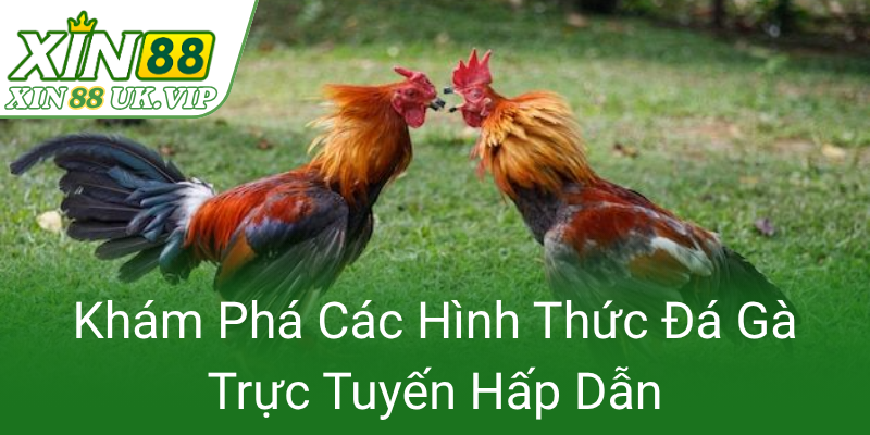 Kham Pha Cac Hinh Thuc Da Ga Truc Tuyen Hap Dan0